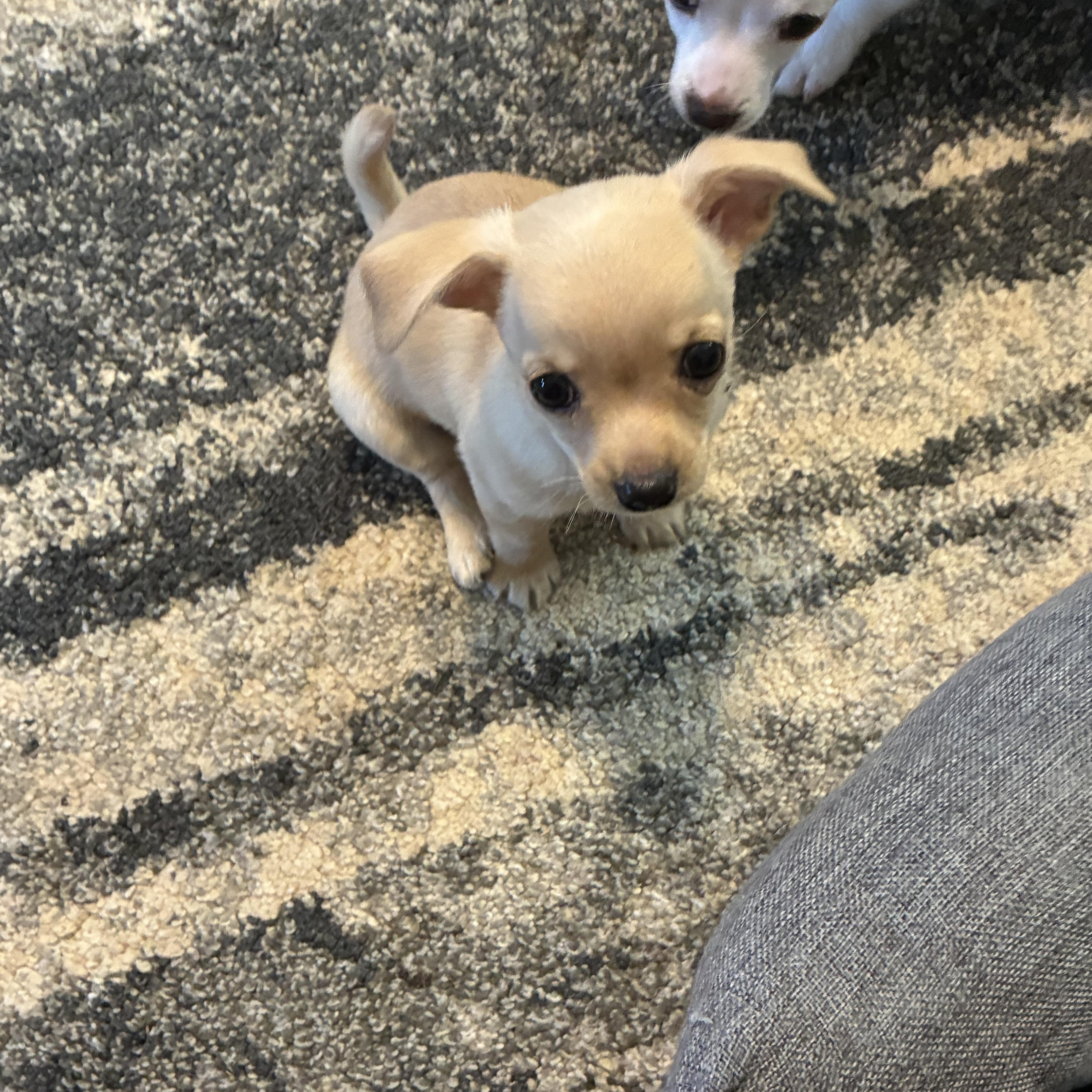 Yoda