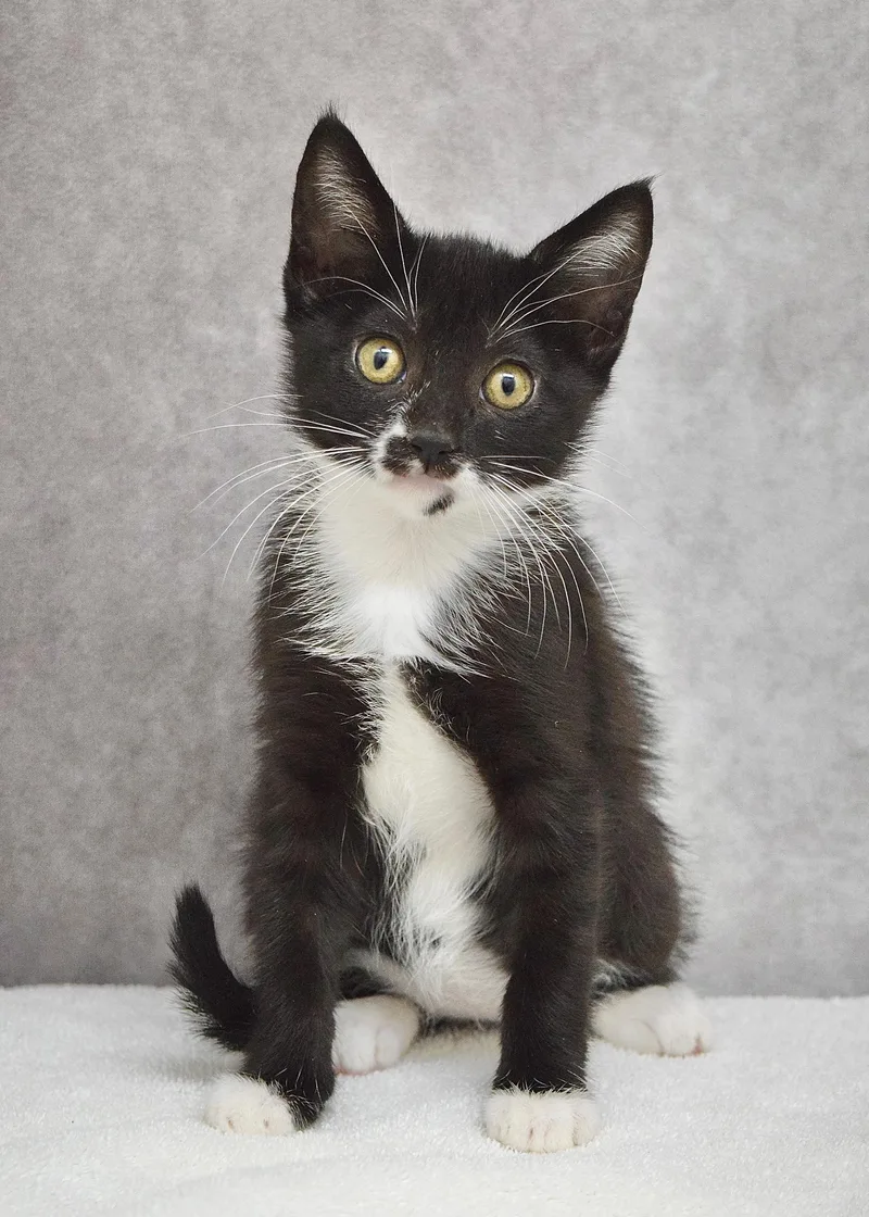 A baby medium-sized female Black & White / Tuxedo Domestic Short Hair cat named Lil for adoption in Dublin, CA