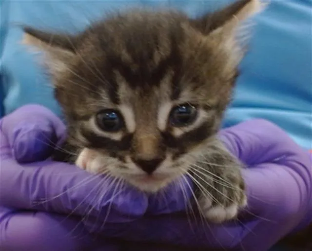A baby small-sized female Domestic Short Hair cat named Yves for adoption in Miami, FL