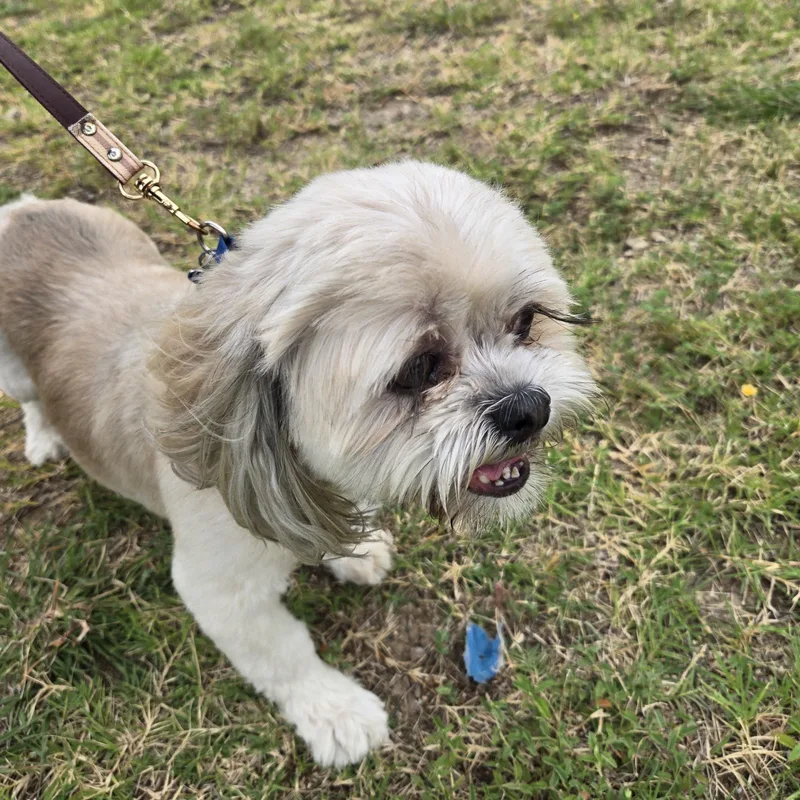 An adult small-sized male White / Cream Shih Tzu dog named Rex for adoption in Benbrook, TX