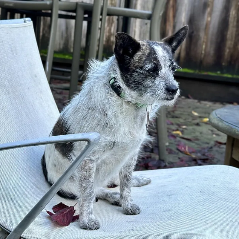 Dixie Dog thumbnail 2