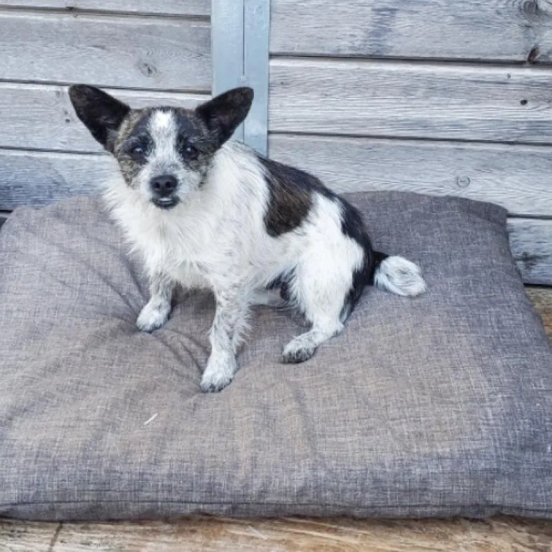 Dixie Dog thumbnail 3