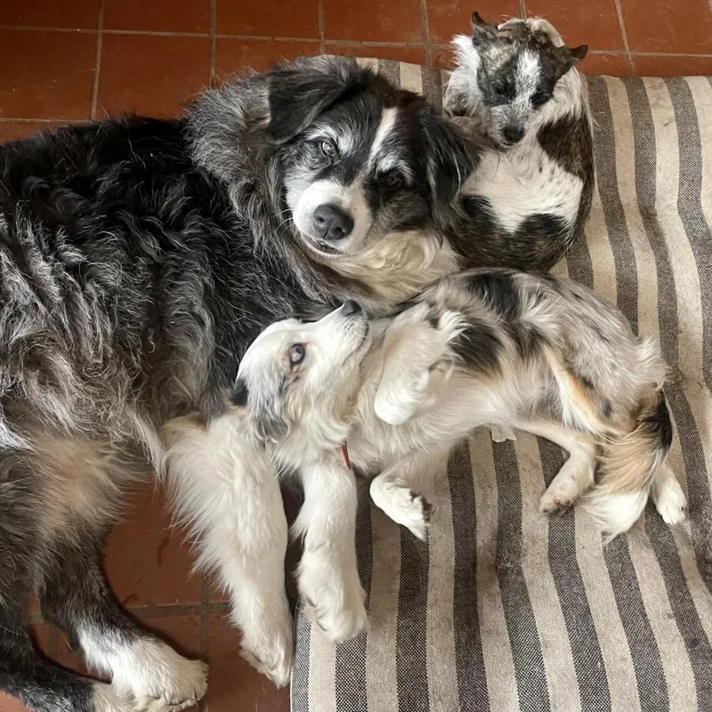 Dixie Dog thumbnail 4