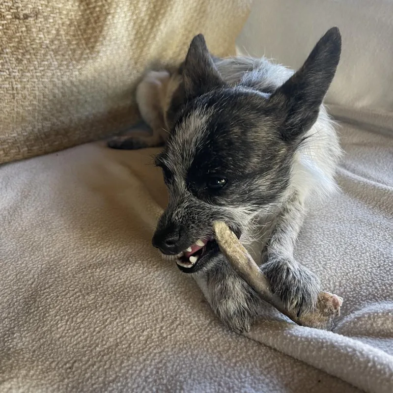 Dixie Dog thumbnail 5