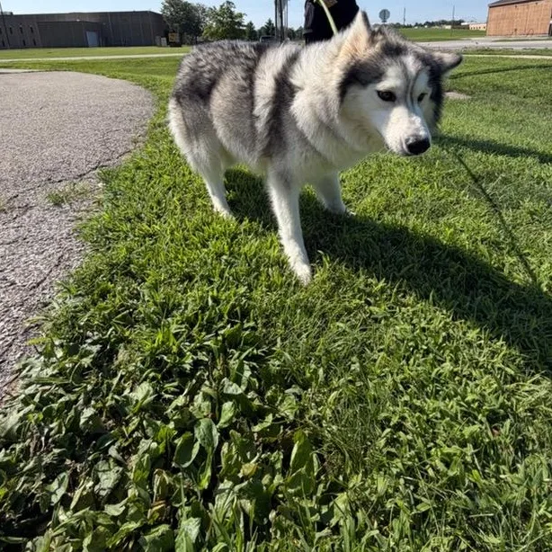 An adult medium-sized female Siberian Husky dog named Possum for adoption in Urbana, IL