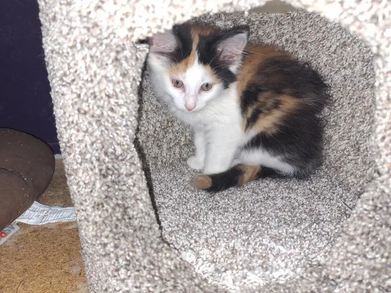 A baby medium-sized female Domestic Short Hair cat named Pursephone for adoption in Coldwater, MI