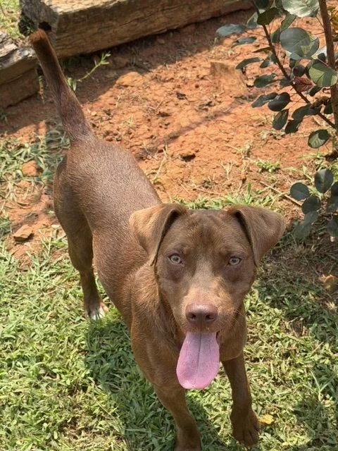 A young medium-sized male Labrador Retriever dog named Po for adoption in Carrollton, GA