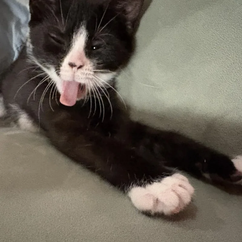 A baby small-sized female Black Domestic Short Hair cat named "Fiona" for adoption in Perkiomenville, PA