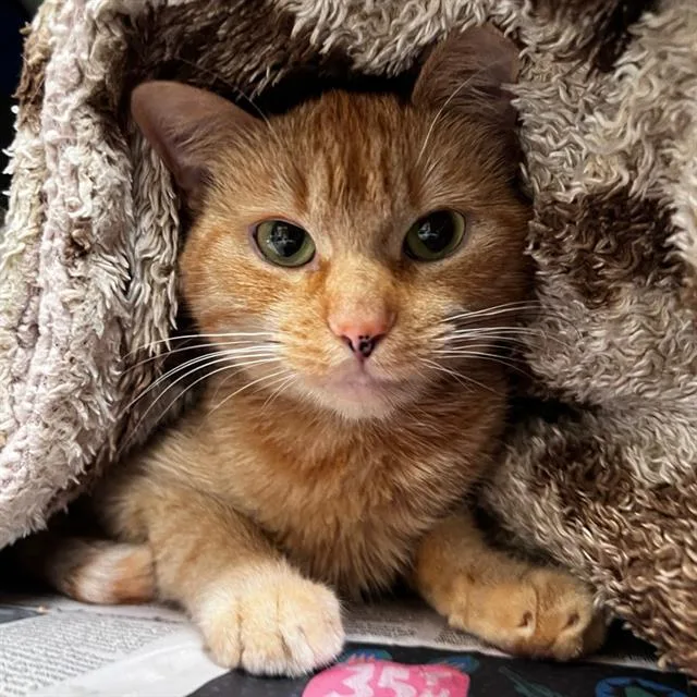An adult small-sized female Domestic Short Hair cat named Millie for adoption in Alameda, CA
