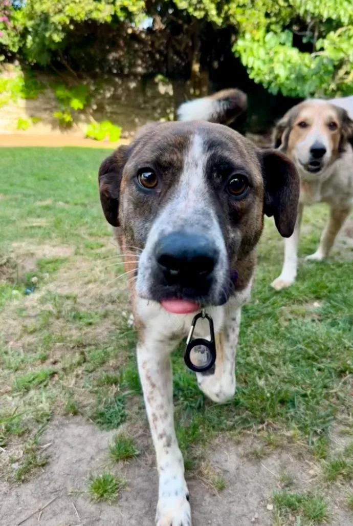 An adult medium-sized male Tricolor (Brown, Black, & White) Chocolate Labrador Retriever dog named Simon for adoption in Los Angeles, CA