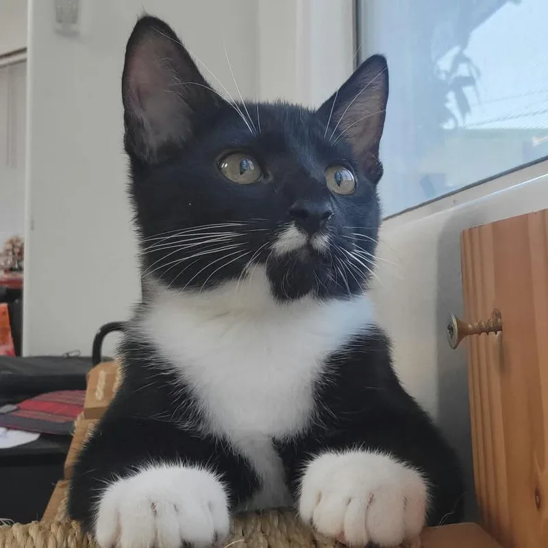 A baby small-sized male Black Domestic Short Hair cat named Leo for adoption in Los Angeles, CA