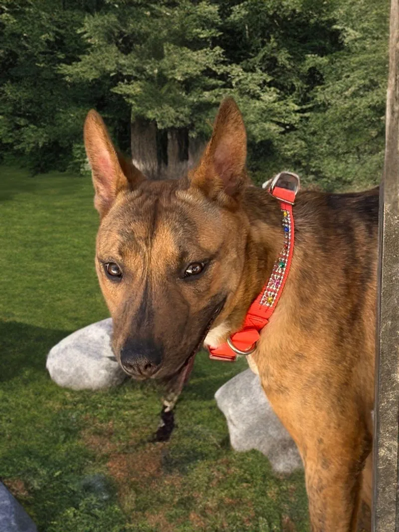 An adult large-sized male Brown / Chocolate Shepherd dog named Marlin for adoption in Kingman, AZ
