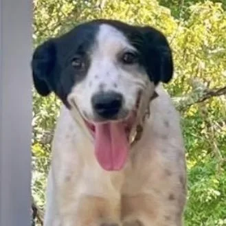 A young medium-sized female Labrador Retriever dog named Susie Q for adoption in Warrior, AL