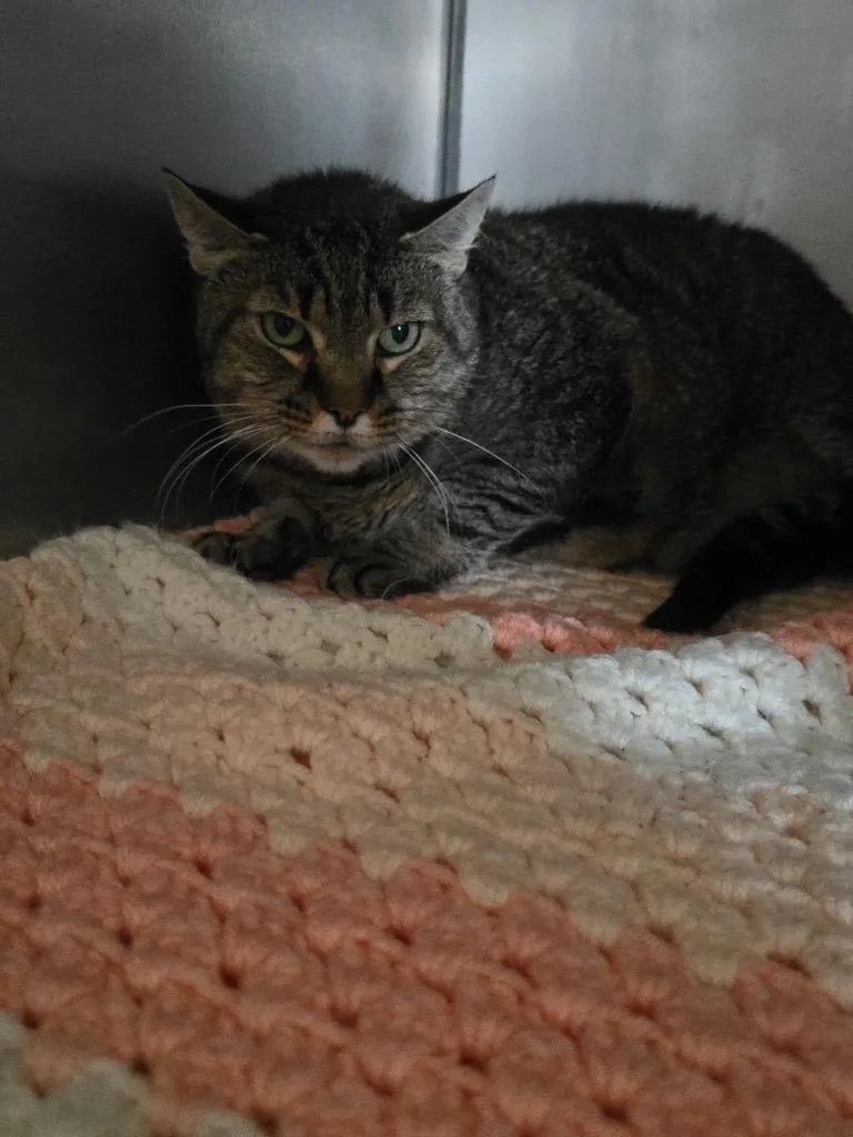 A senior small-sized female Domestic Short Hair cat named Finkey for adoption in Pine Grove, PA