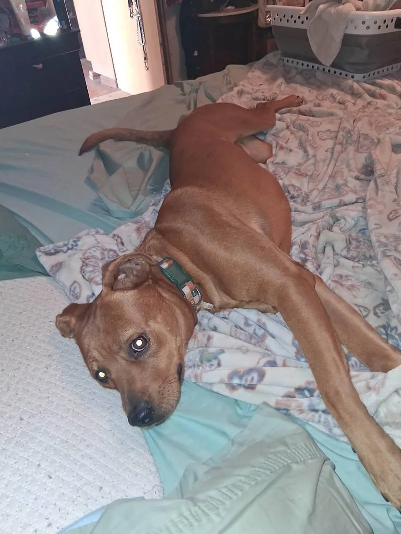 Corduroy thumbnail 2