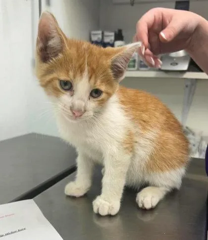 A young medium-sized male Orange & White Domestic Short Hair cat named Jaws for adoption in Sullivan, IN