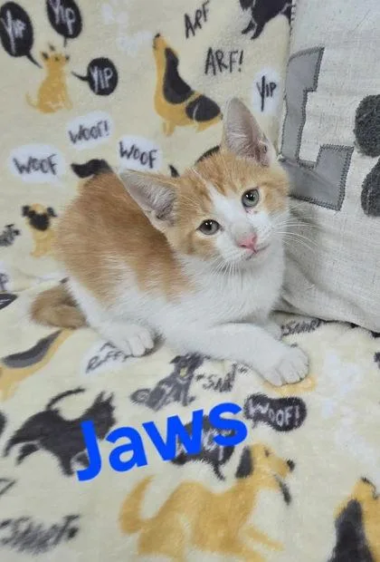 Jaws thumbnail 2