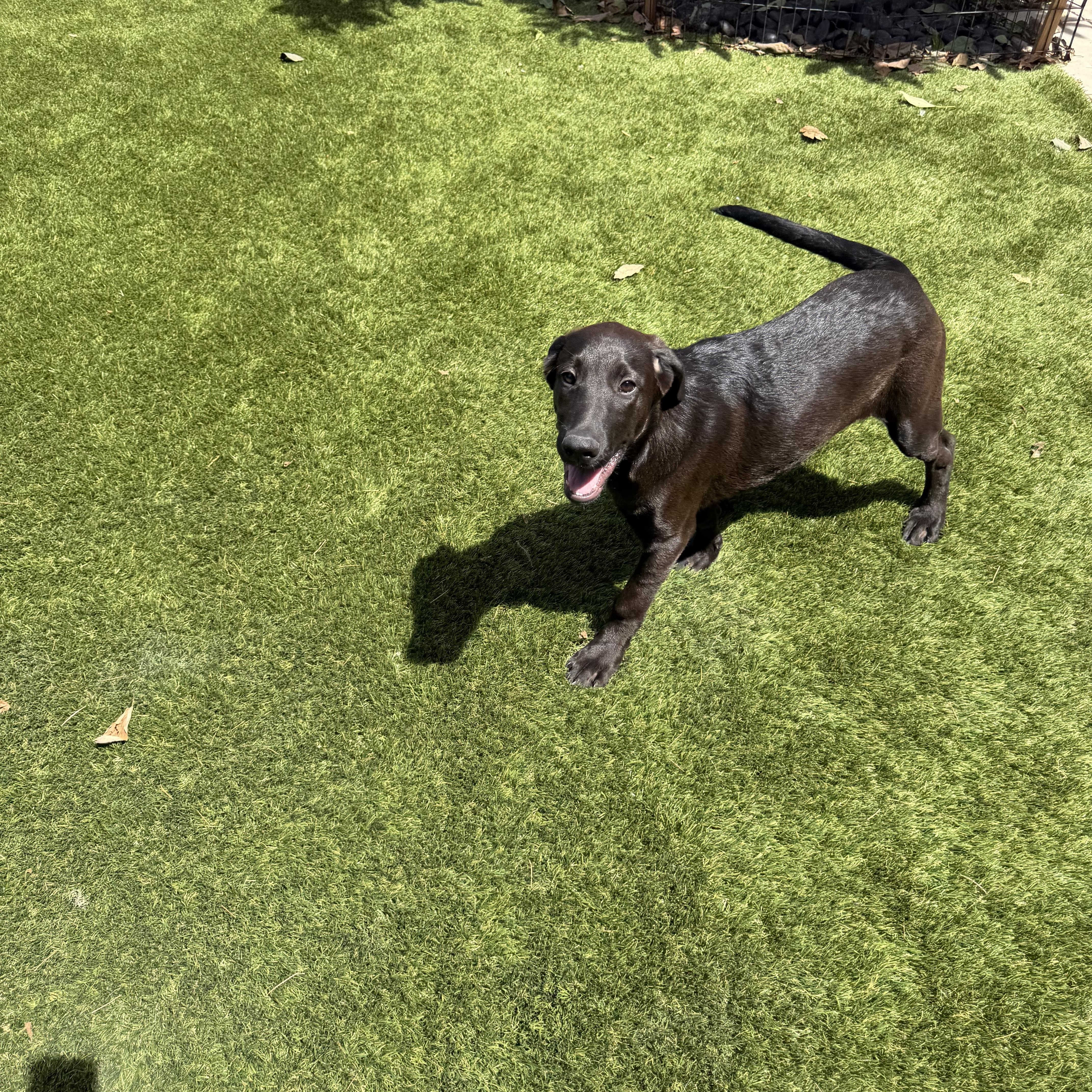 A young large-sized male Black Labrador Retriever dog named Sawyer for adoption in Concord, CA
