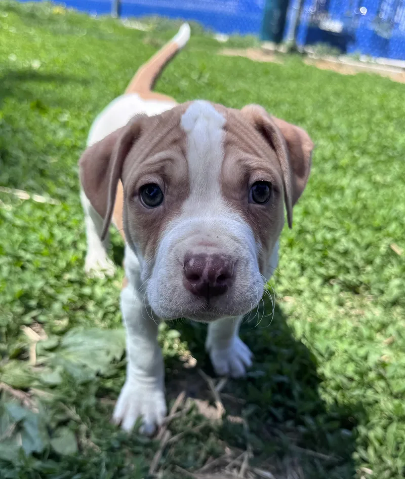 A baby medium-sized male White / Cream Mixed Breed dog named Curds for adoption in Des Moines, IA
