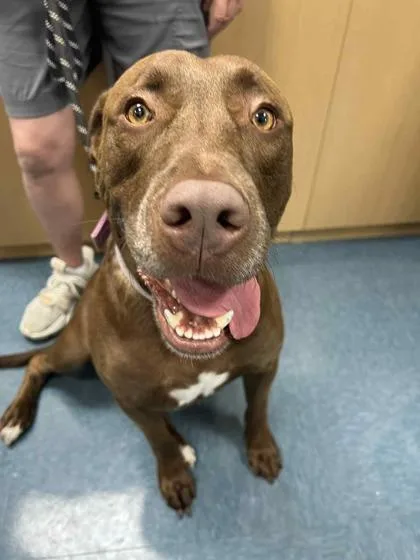 An adult extra large-sized male Mixed Breed dog named Bandito for adoption in Sevierville, TN