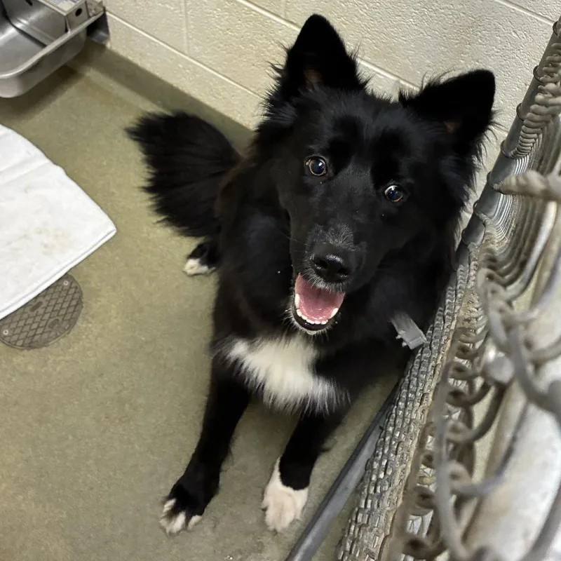 An adult large-sized female Black Border Collie dog named Pepper for adoption in Harrisonburg, VA