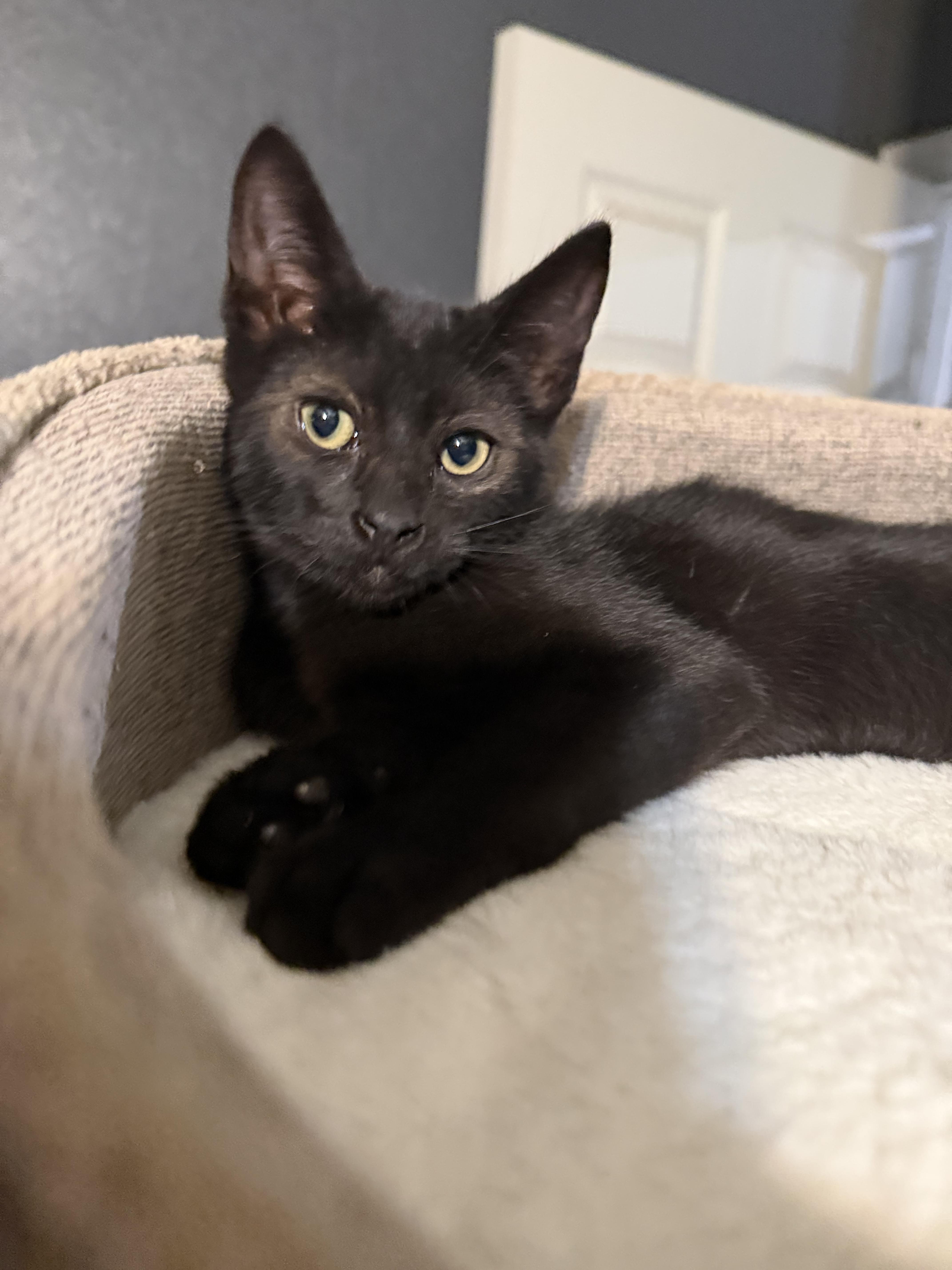 A baby small-sized male Domestic Short Hair cat named Tao for adoption in Rio Linda, CA