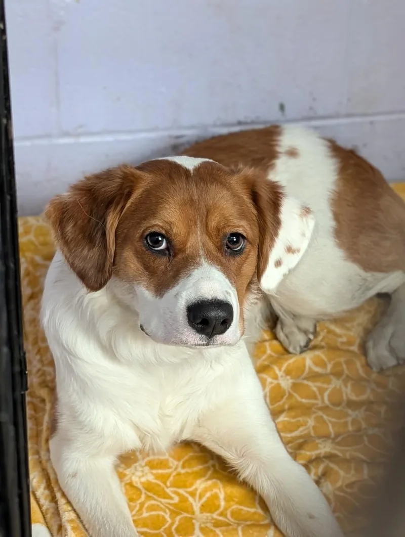 Pumpernickel thumbnail 2