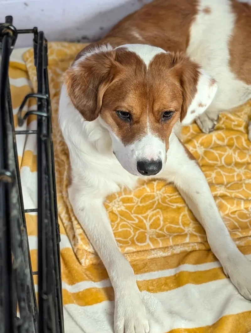 Pumpernickel thumbnail 3