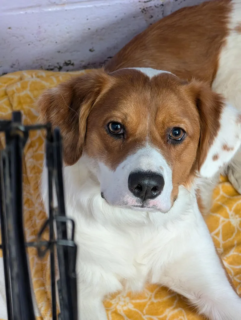 Pumpernickel thumbnail 4