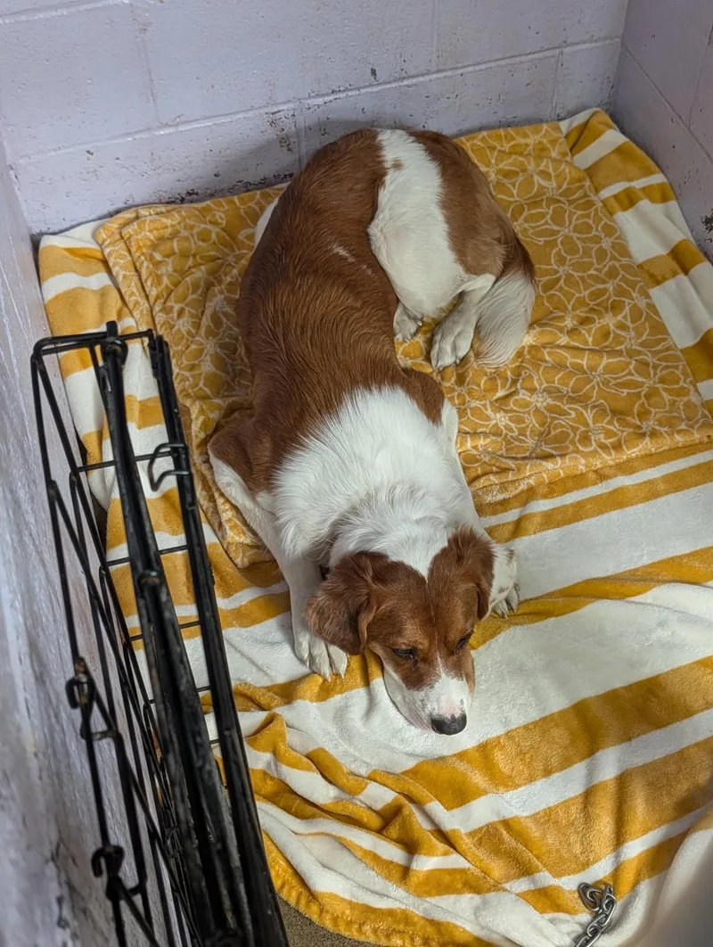 Pumpernickel thumbnail 5