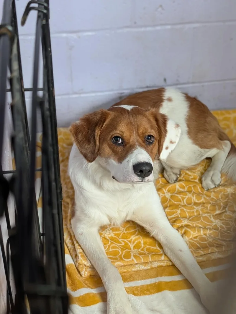 Pumpernickel thumbnail 6