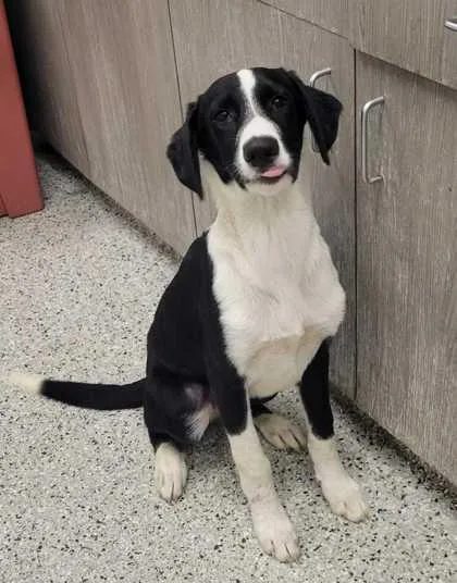A baby medium-sized male Black Mixed Breed dog named Reef for adoption in Kansas City, MO