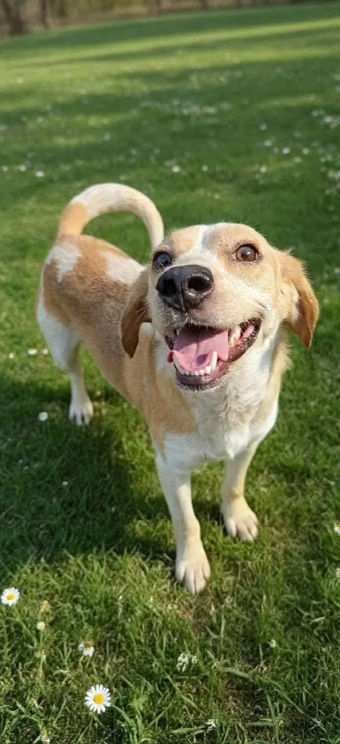 An adult small-sized female Mixed Breed dog named Pickles for adoption in Fairmont, WV