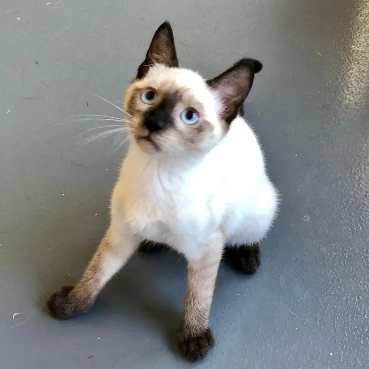 A baby large-sized male Siamese cat named Nismo for adoption in Lodi, CA