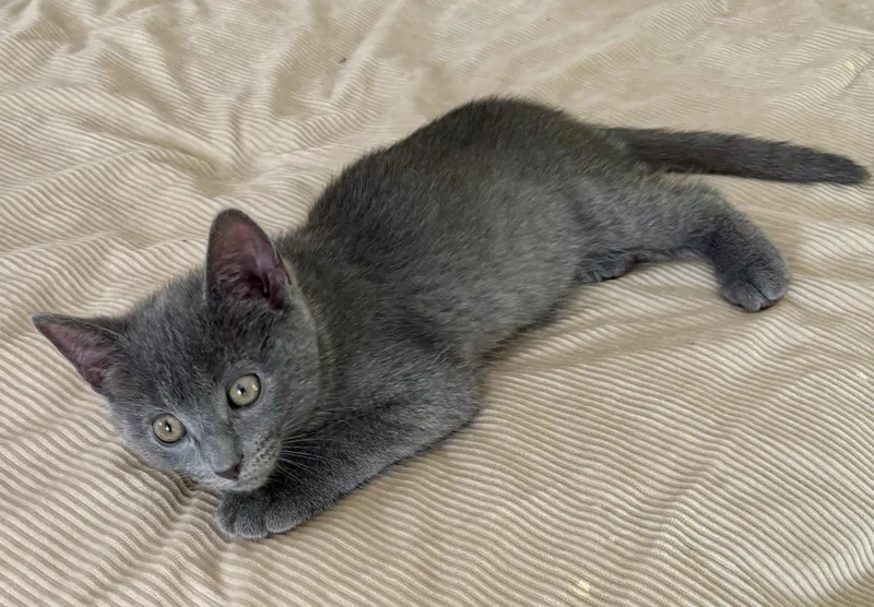 A baby medium-sized female Gray / Blue / Silver Domestic Short Hair cat named Lulu for adoption in Hudson, NY