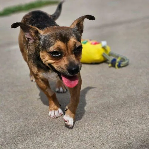 A young small-sized male Chihuahua dog named Minnow for adoption in Broken Arrow, OK