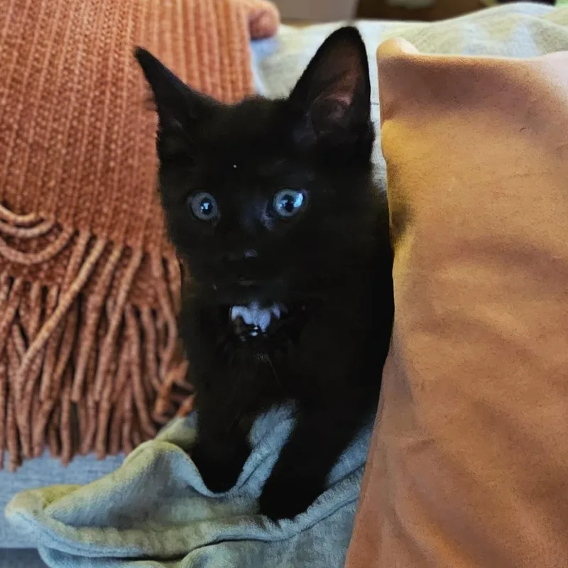 A baby small-sized female Black Domestic Short Hair cat named Chutney for adoption in Philadelphia, PA