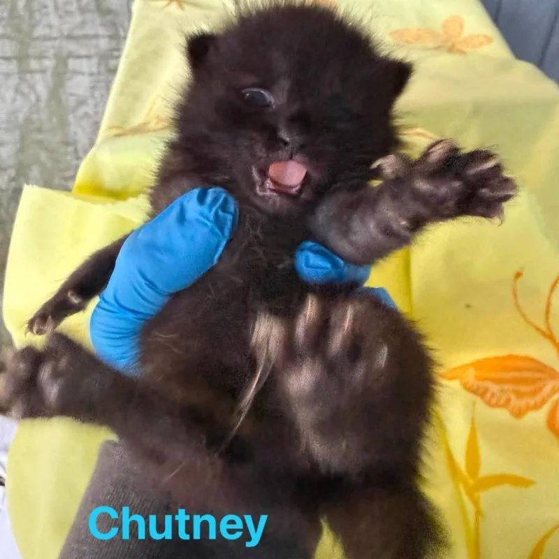 Chutney thumbnail 3