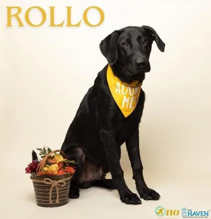 A young large-sized male Labrador Retriever dog named Rollo for adoption in Fairhope, AL