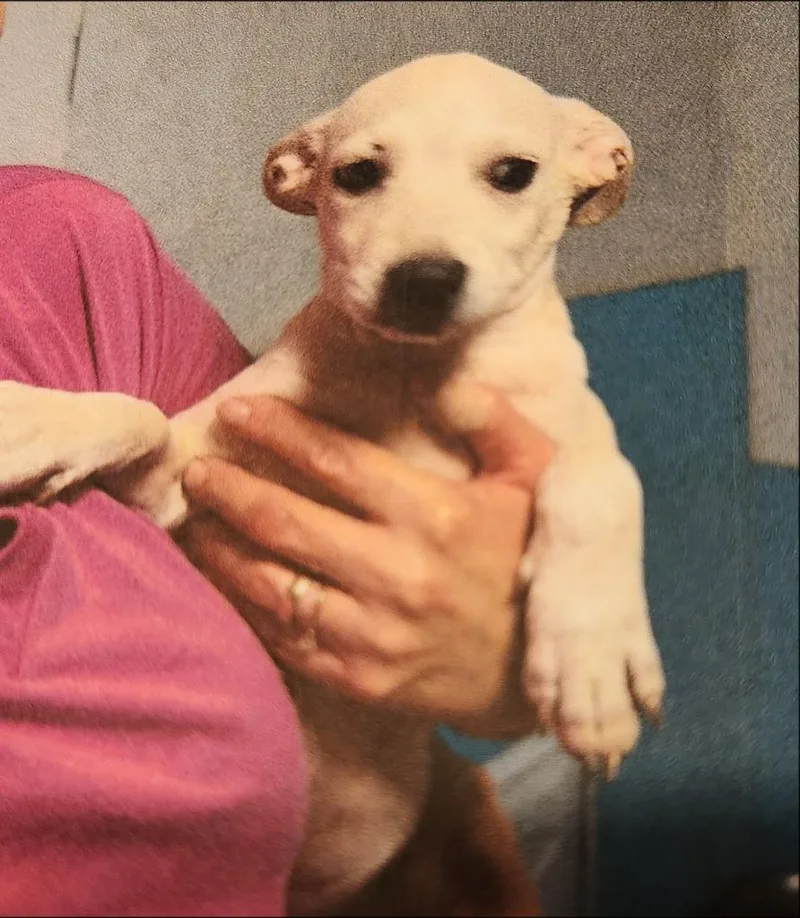 A baby small-sized male Chihuahua dog named Koda for adoption in Thompson Falls, MT