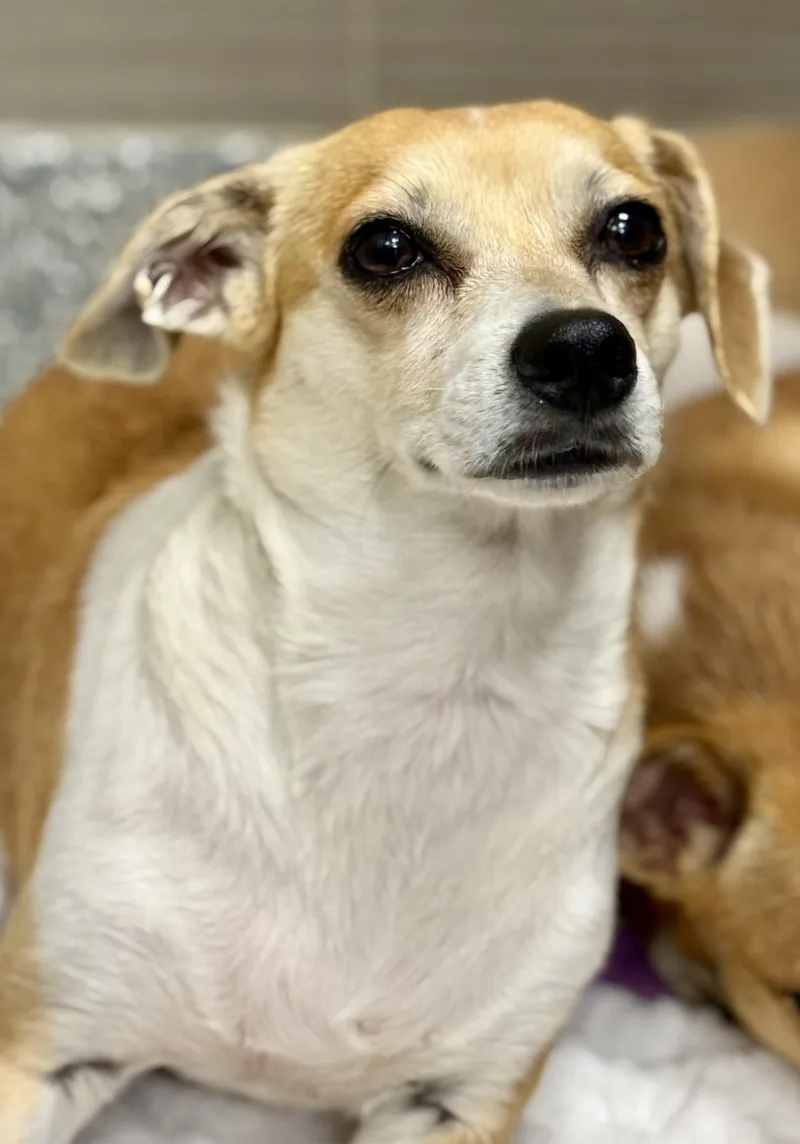 A young small-sized female Apricot / Beige Dachshund dog named Mama Bella for adoption in Los Alamitos, CA