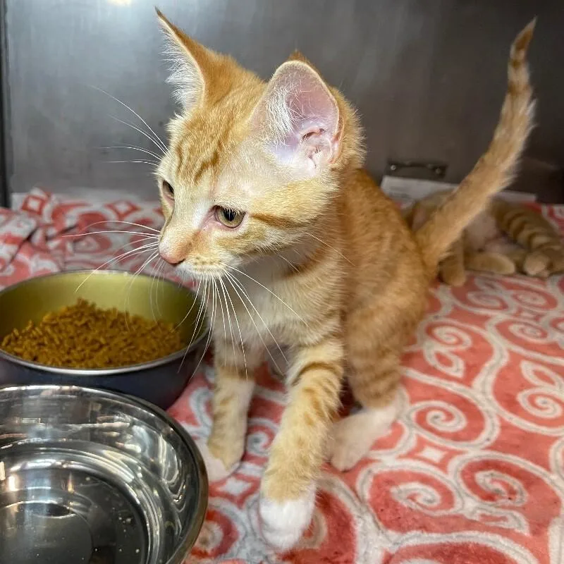 A young medium-sized male Domestic Short Hair cat named PaulyD for adoption in Roanoke, VA