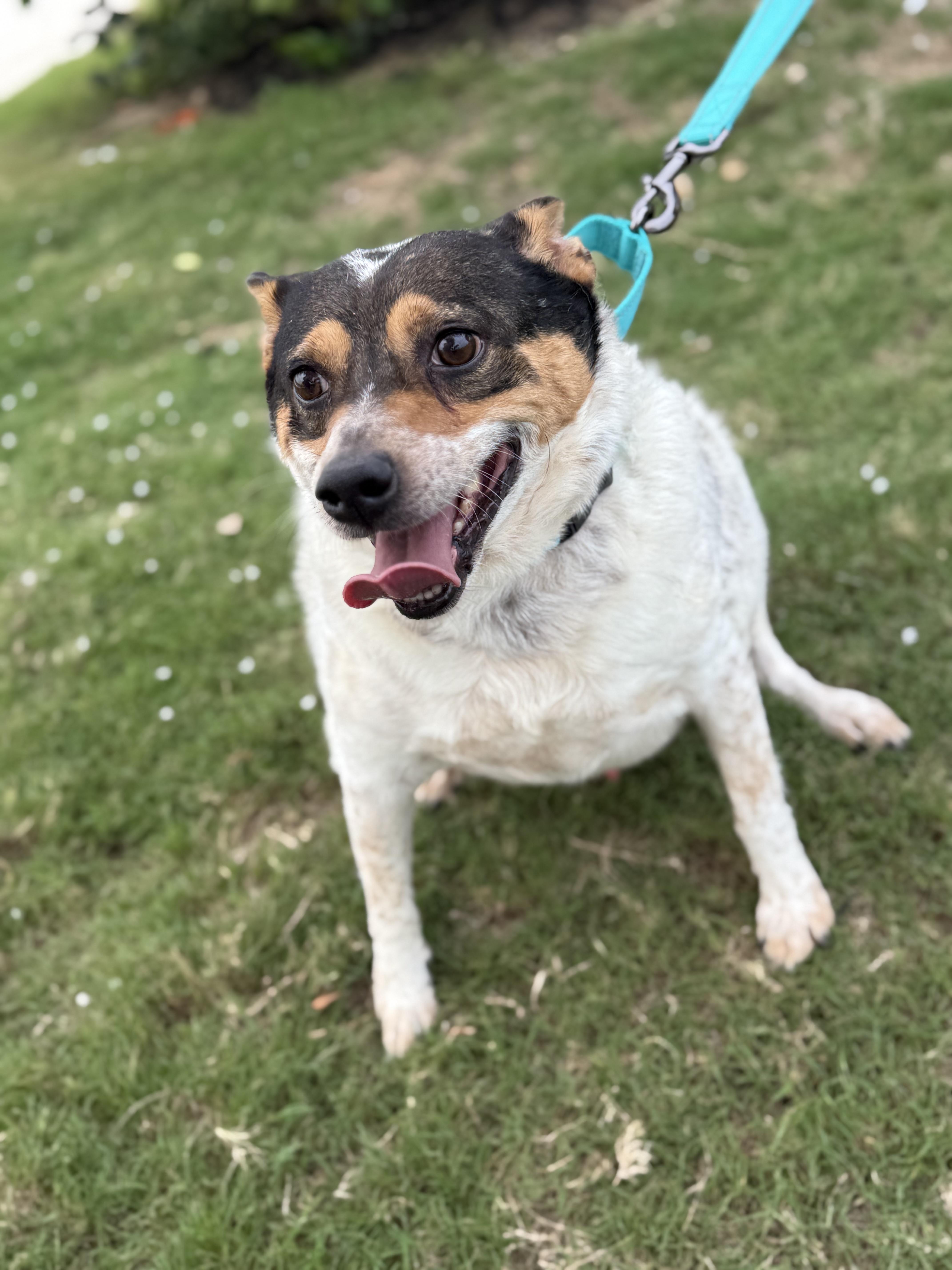 An adult medium-sized male Gray / Blue / Silver Australian Cattle Dog / Blue Heeler dog named Bluey for adoption in San Antonio, TX
