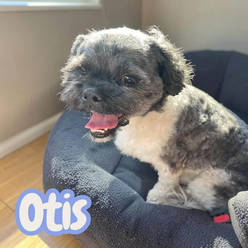 An adult small-sized male Gray / Blue / Silver Shih Tzu dog named Otis  small best for adoption in Chuckey, TN