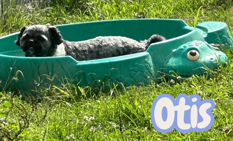 Otis  small best thumbnail 2