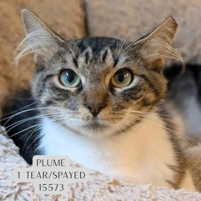 An adult medium-sized female Tabby (Brown / Chocolate) Domestic Medium Hair cat named Plume for adoption in Supply, NC
