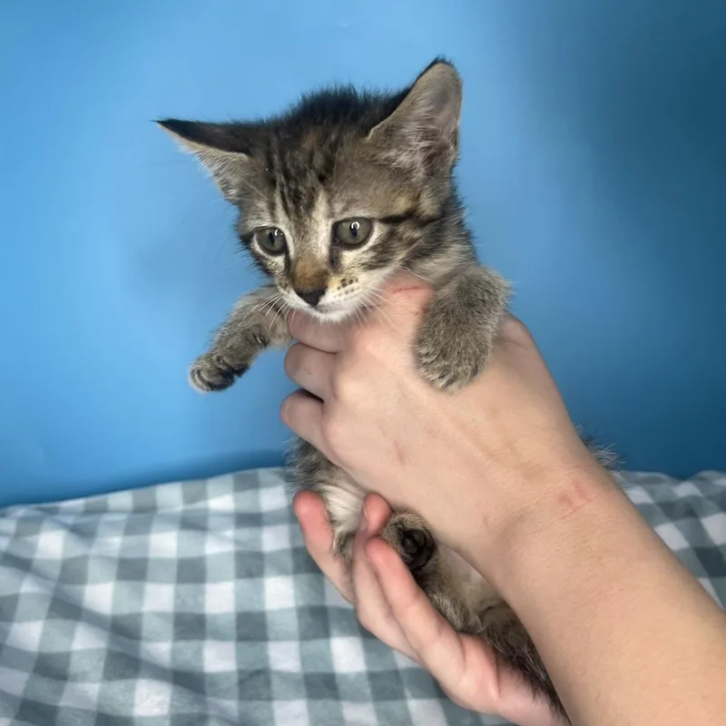 A baby small-sized female Brown / Chocolate Domestic Short Hair cat named Happy for adoption in San Antonio, TX