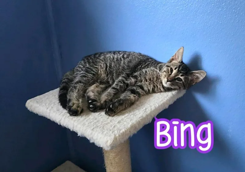 Bing thumbnail 2