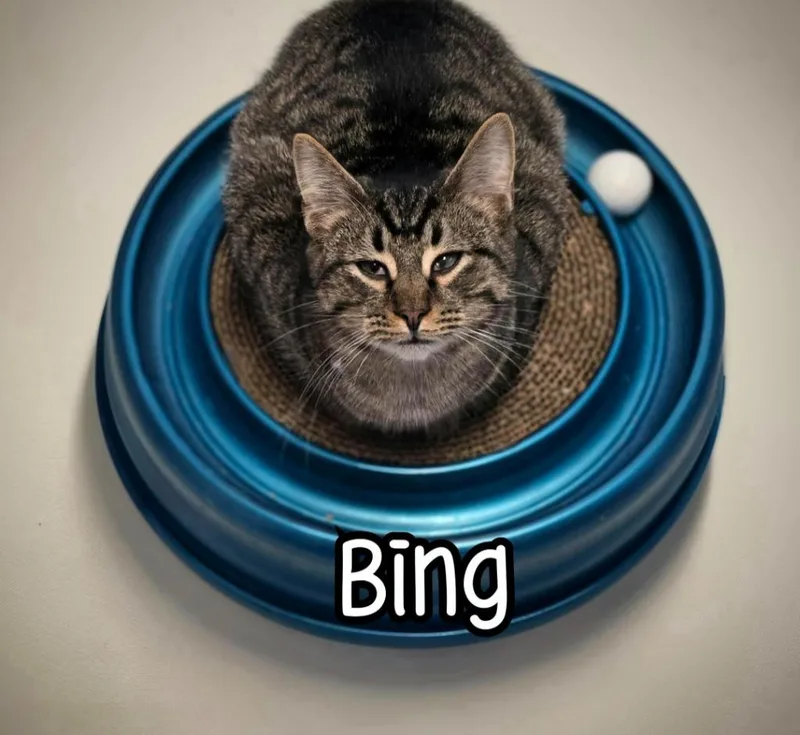 Bing thumbnail 6
