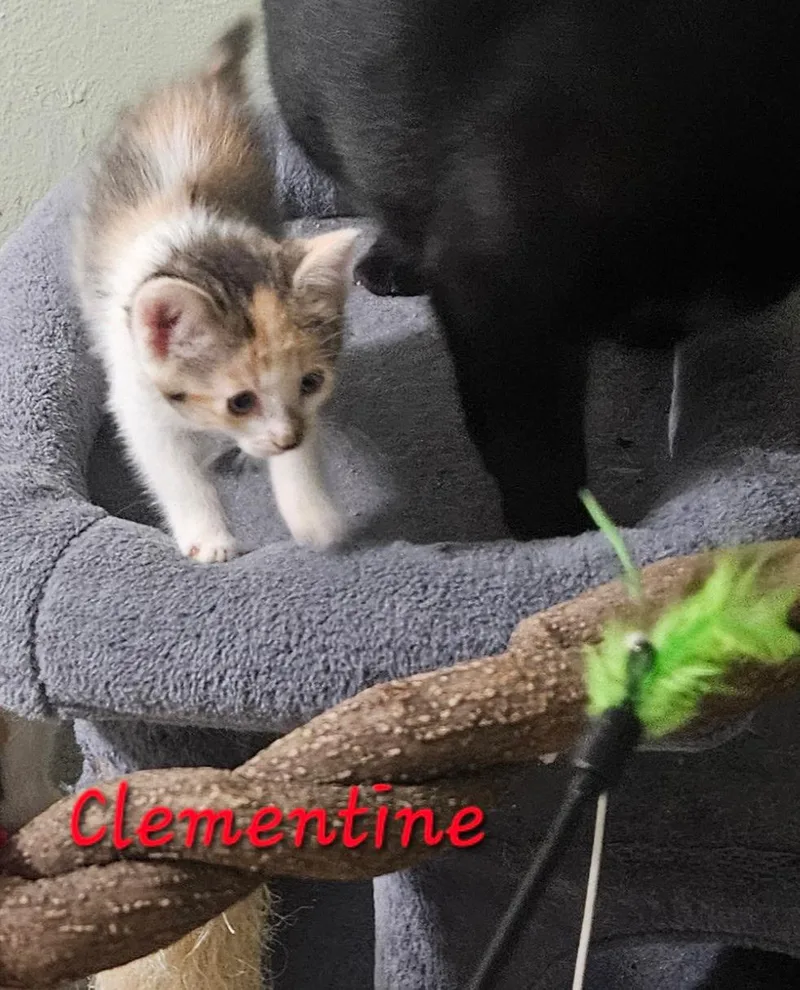 A baby medium-sized female Domestic Short Hair cat named Clementine for adoption in Plano, TX